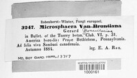 Microsphaera grossulariae image